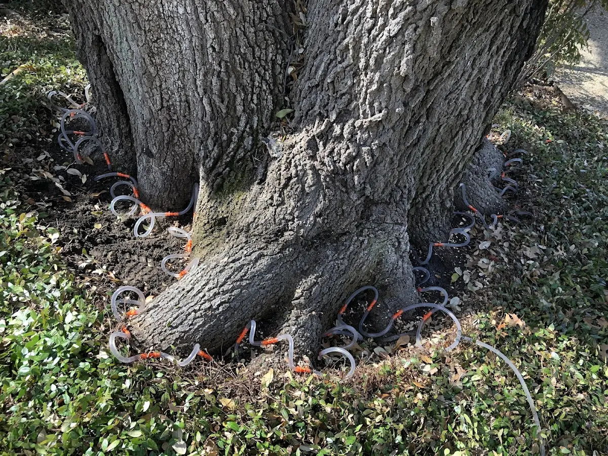Detailed Tree Cabling and Bracing job site in North Hero
