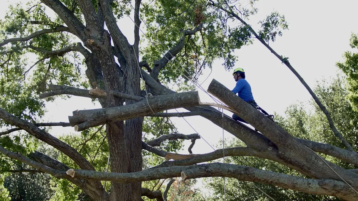 Professional Crown Thinning performed by certified arborists in North Hero