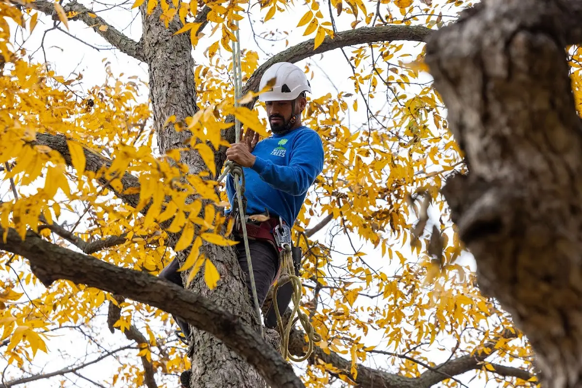 Skilled Storm Damage Cleanup crew working in North Hero