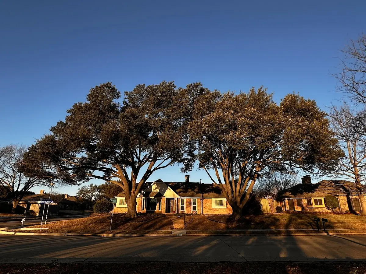 Established residential canopy tree shading a home in North Hero